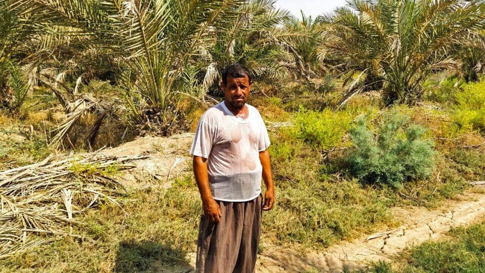 خشک شدن نخلستان‌های شادگان خوزستان