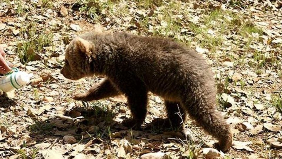 توله خرس مشاهده شده در خیابان قصرالدشت از کلینیک متواری شده بود