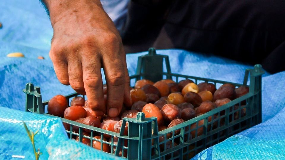 برداشت رطب از نخلستان‌های جنوب کشور