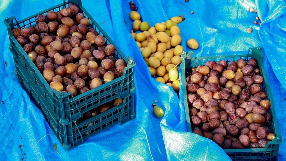 برداشت رطب از نخلستان‌های جنوب کشور