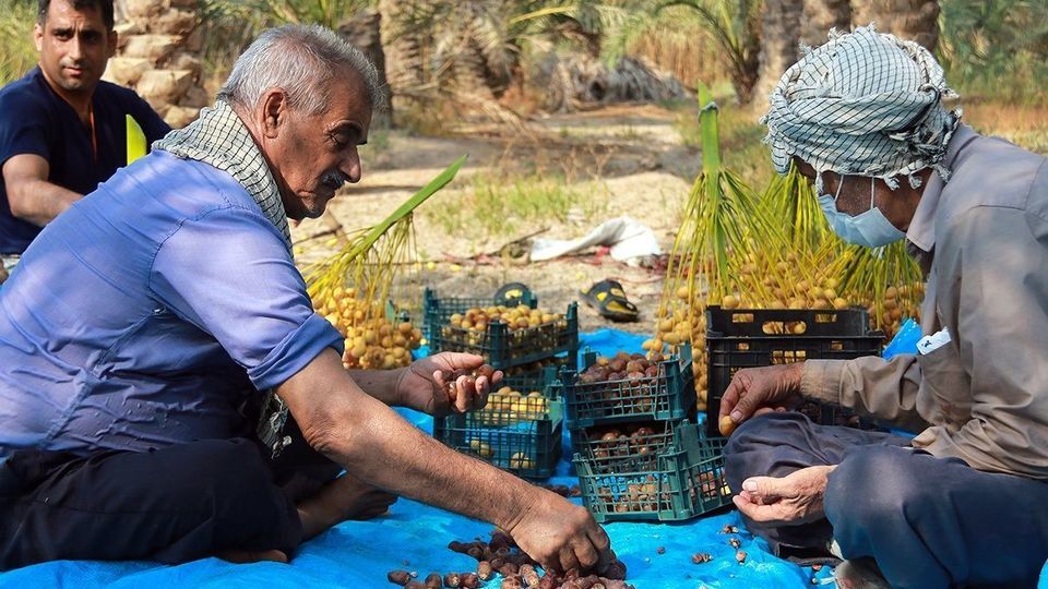 برداشت رطب از نخلستان‌های جنوب کشور