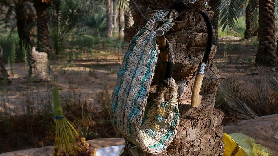 برداشت رطب از نخلستان‌های جنوب کشور