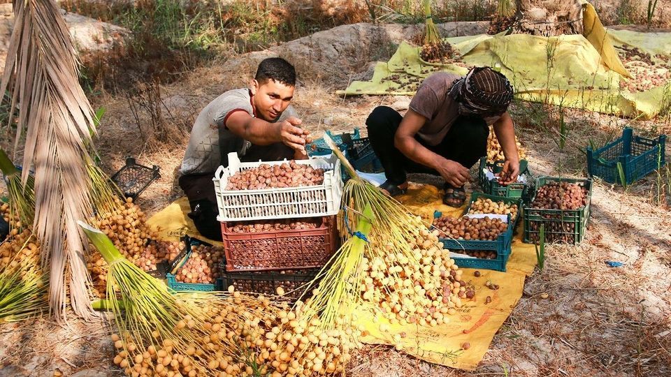 برداشت رطب از نخلستان‌های جنوب کشور