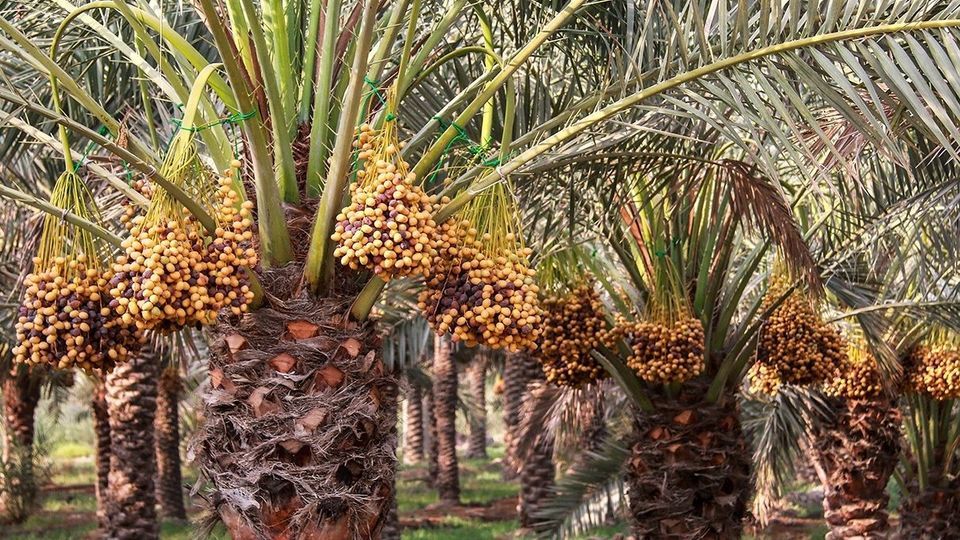 برداشت رطب از نخلستان‌های جنوب کشور