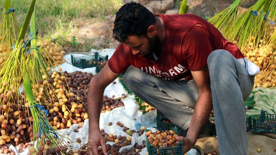 برداشت رطب از نخلستان‌های جنوب کشور