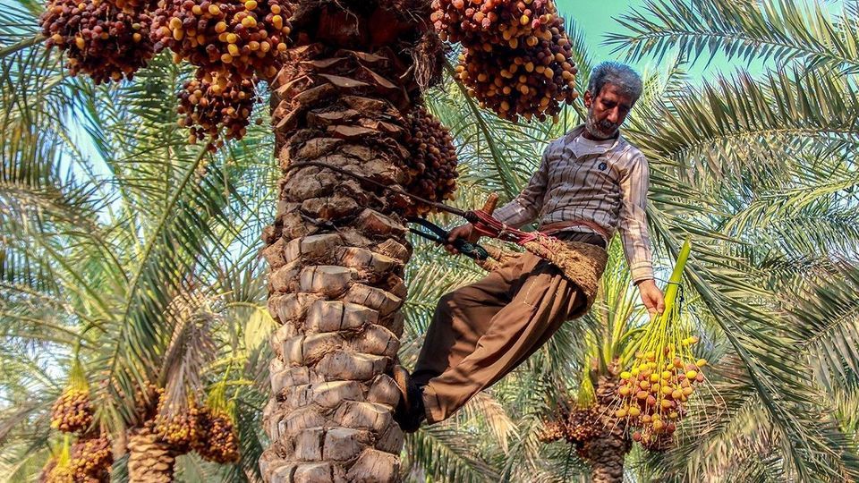 برداشت رطب از نخلستان‌های جنوب کشور