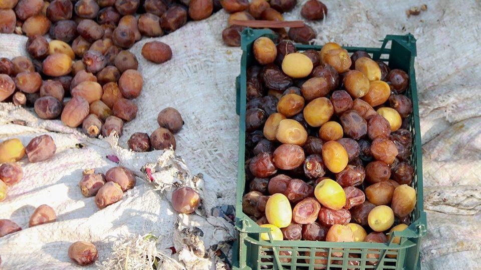 برداشت رطب از نخلستان‌های جنوب کشور