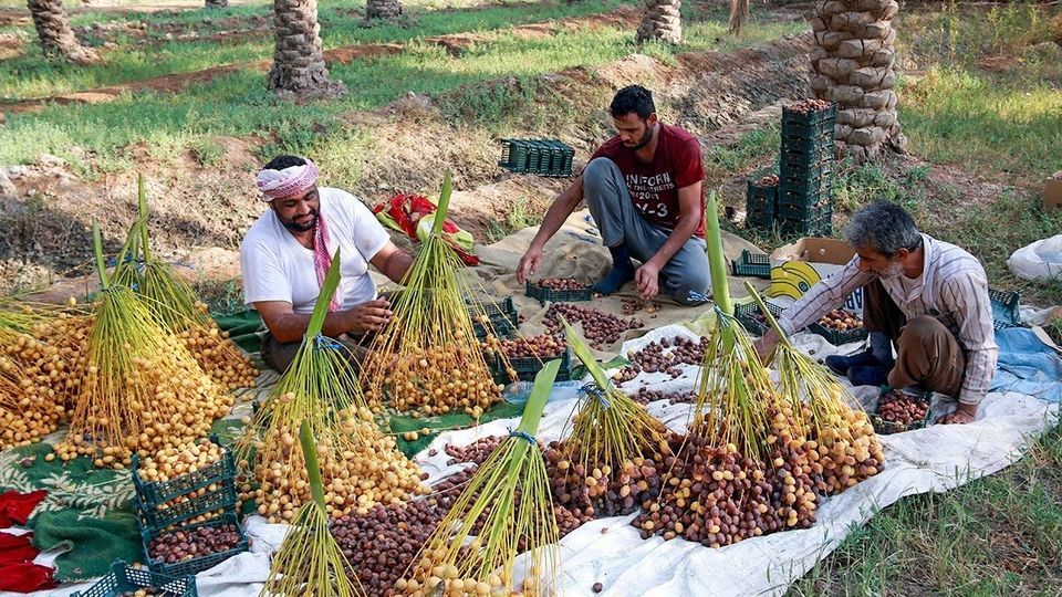 برداشت رطب از نخلستان‌های جنوب کشور