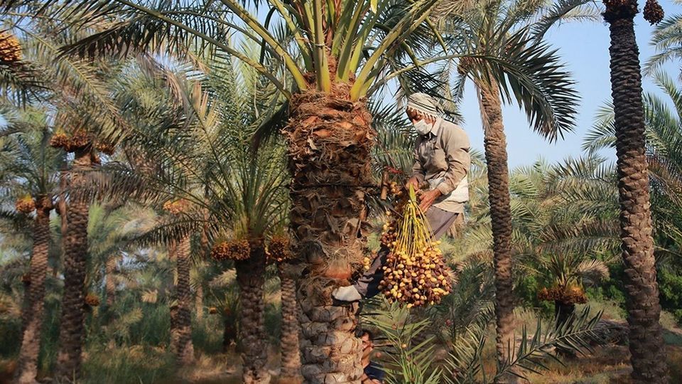 برداشت رطب از نخلستان‌های جنوب کشور