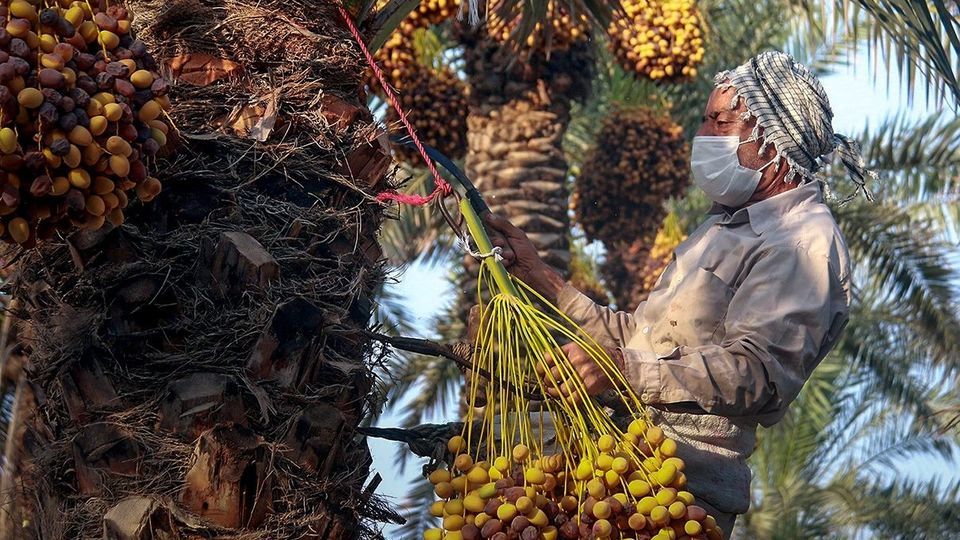 برداشت رطب از نخلستان‌های جنوب کشور
