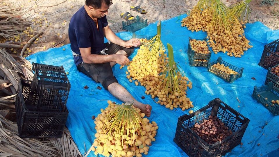 برداشت رطب از نخلستان‌های جنوب کشور