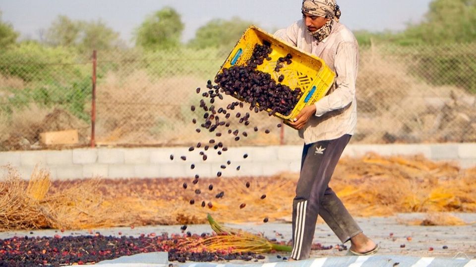 برداشت رطب از نخلستان‌های جنوب کشور