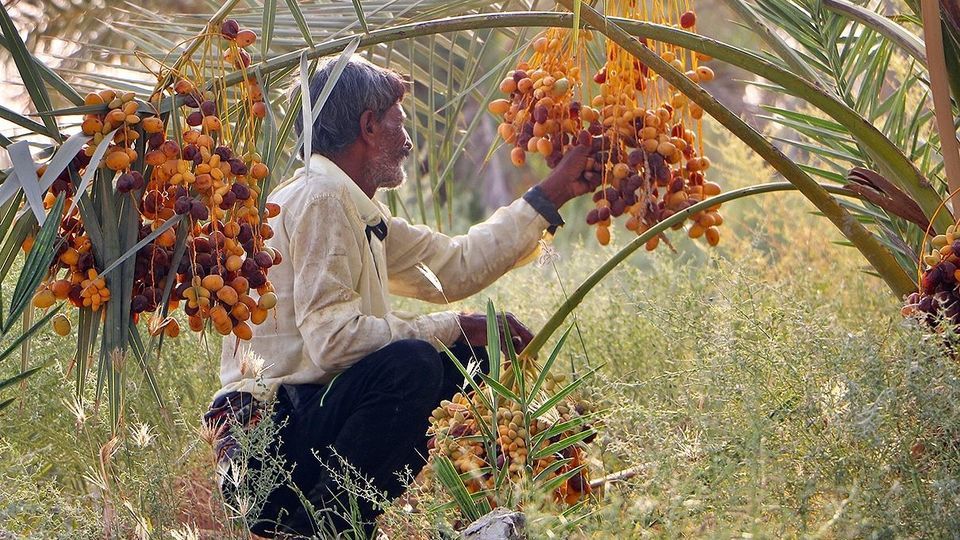 برداشت رطب از نخلستان‌های جنوب کشور