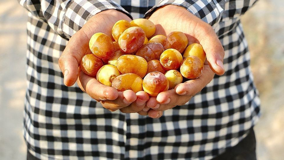 برداشت رطب از نخلستان‌های جنوب کشور