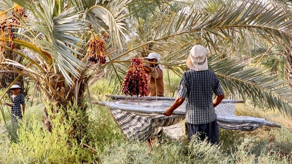 برداشت رطب از نخلستان‌های جنوب کشور