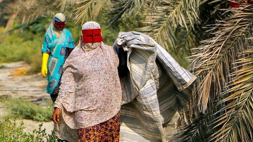 برداشت رطب از نخلستان‌های جنوب کشور