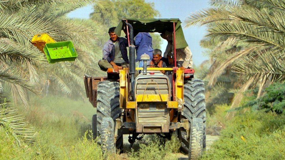 برداشت رطب از نخلستان‌های جنوب کشور