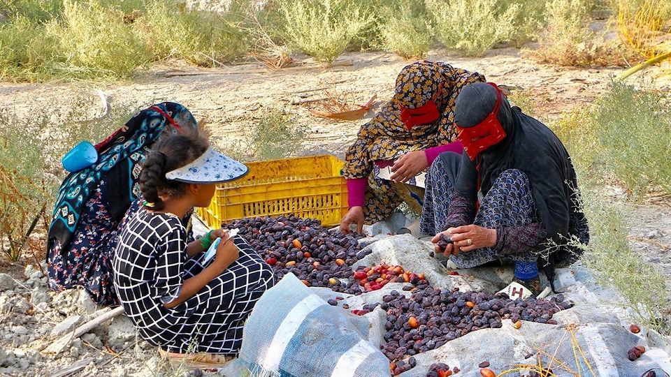 برداشت رطب از نخلستان‌های جنوب کشور