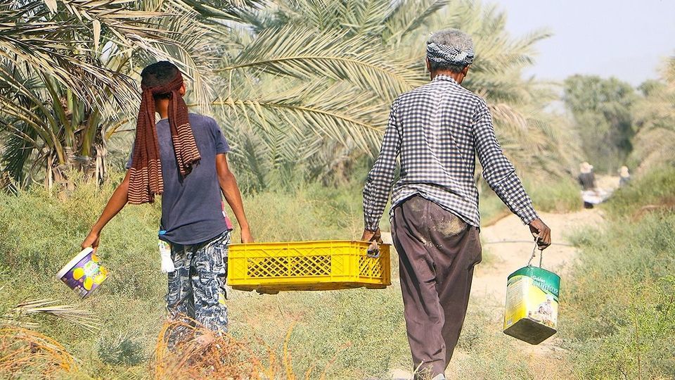 برداشت رطب از نخلستان‌های جنوب کشور
