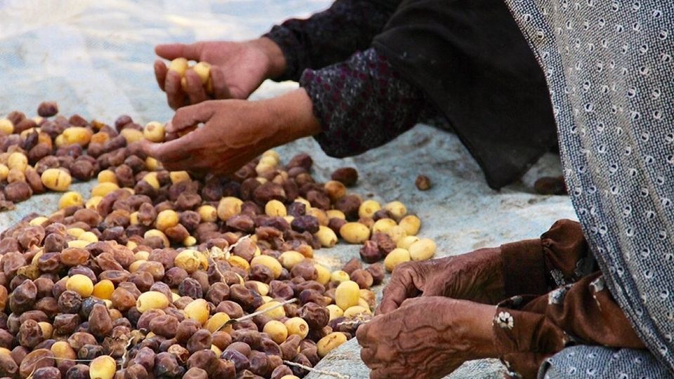 برداشت رطب از نخلستان‌های جنوب کشور