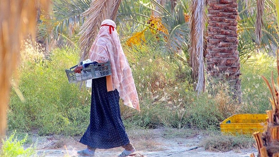 برداشت رطب از نخلستان‌های جنوب کشور