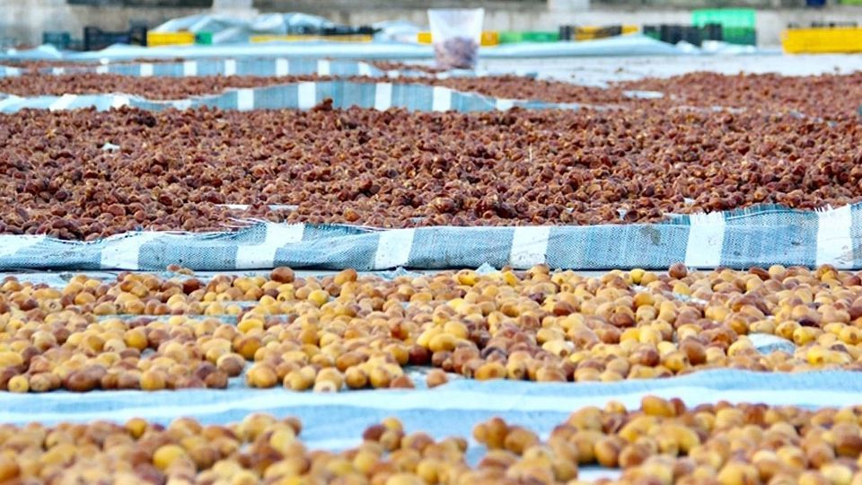 برداشت رطب از نخلستان‌های جنوب کشور