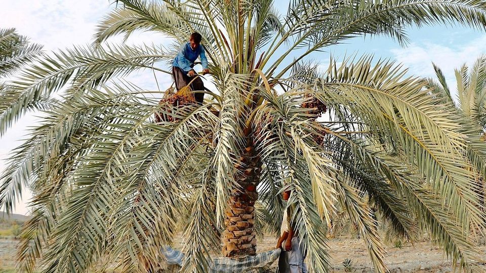 برداشت رطب از نخلستان‌های جنوب کشور