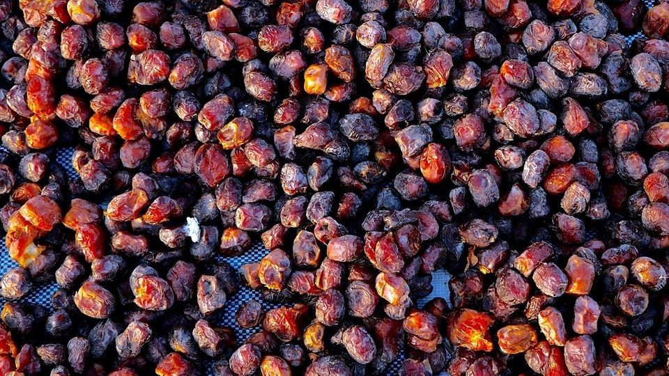 برداشت رطب از نخلستان‌های جنوب کشور