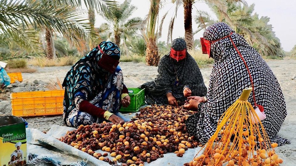 برداشت رطب از نخلستان‌های جنوب کشور
