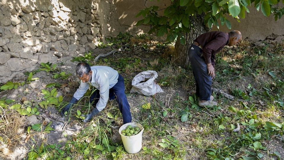آغاز برداشت گردو از باغات دهاقان