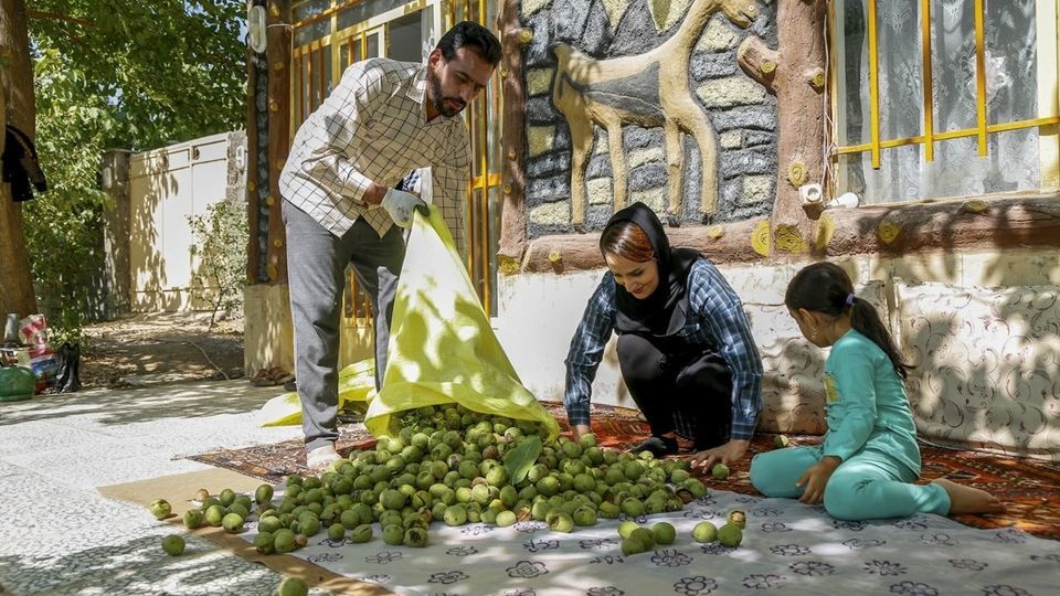 آغاز برداشت گردو از باغات دهاقان