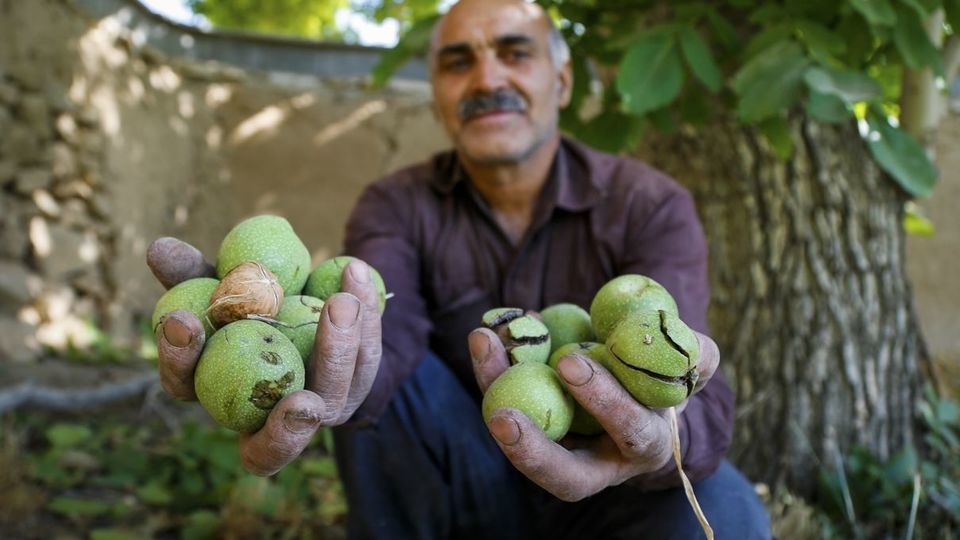 آغاز برداشت گردو از باغات دهاقان