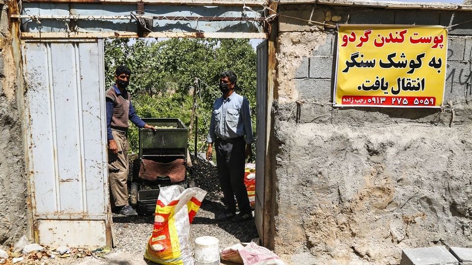 آغاز برداشت گردو از باغات دهاقان