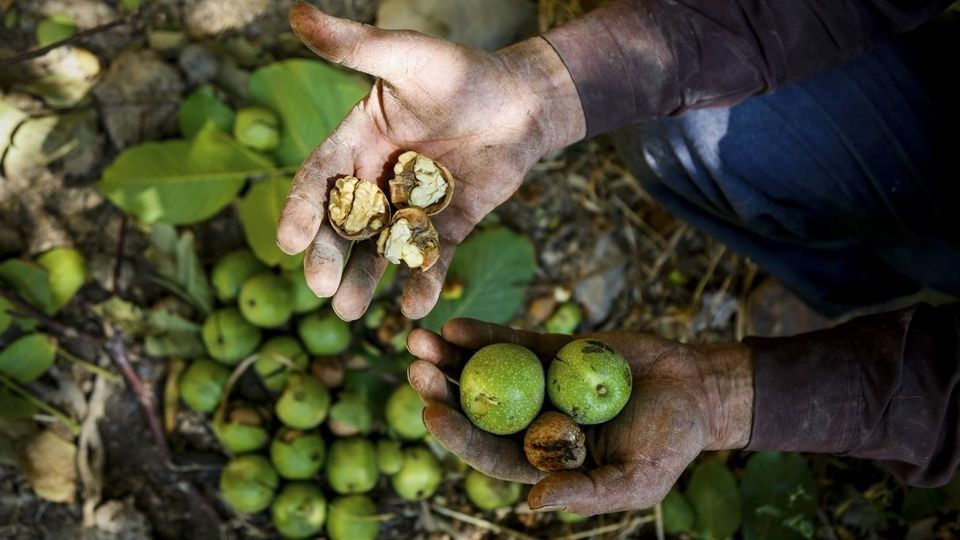 آغاز برداشت گردو از باغات دهاقان