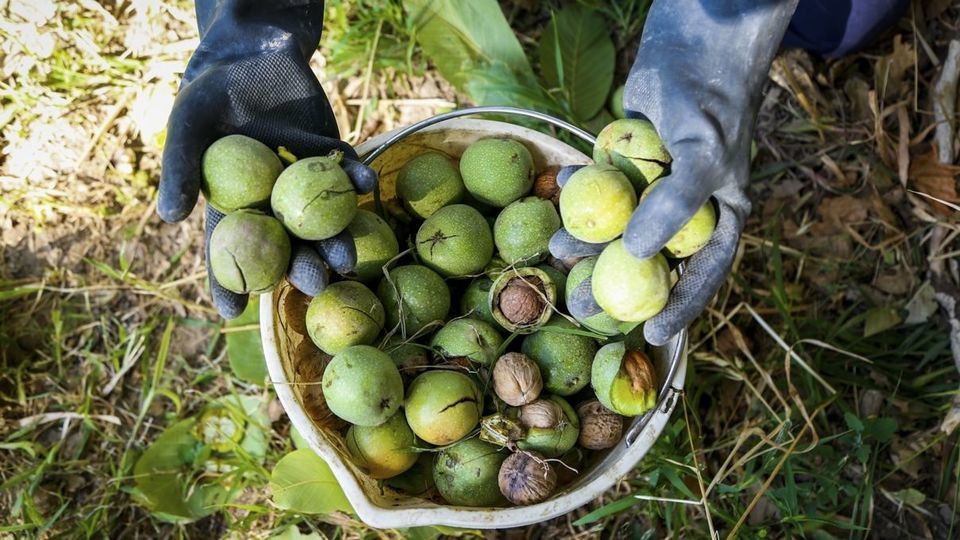 آغاز برداشت گردو از باغات دهاقان
