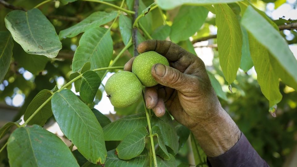 آغاز برداشت گردو از باغات دهاقان