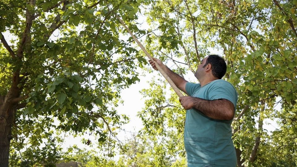 آغاز برداشت گردو از باغات دهاقان