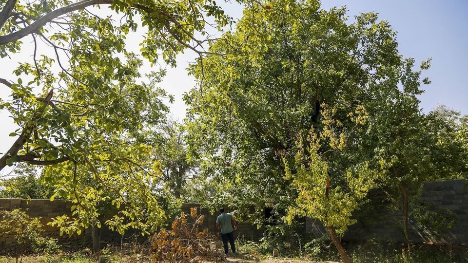 آغاز برداشت گردو از باغات دهاقان