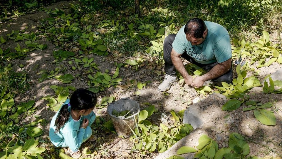 آغاز برداشت گردو از باغات دهاقان