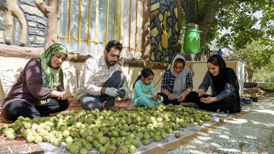 آغاز برداشت گردو از باغات دهاقان