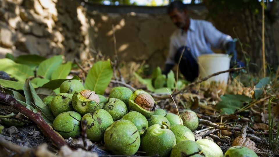 آغاز برداشت گردو از باغات دهاقان