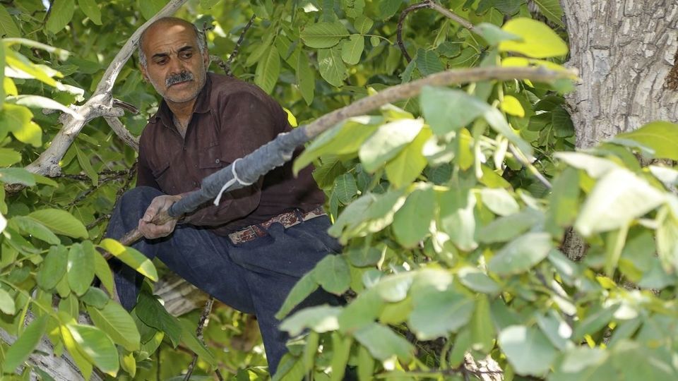 آغاز برداشت گردو از باغات دهاقان