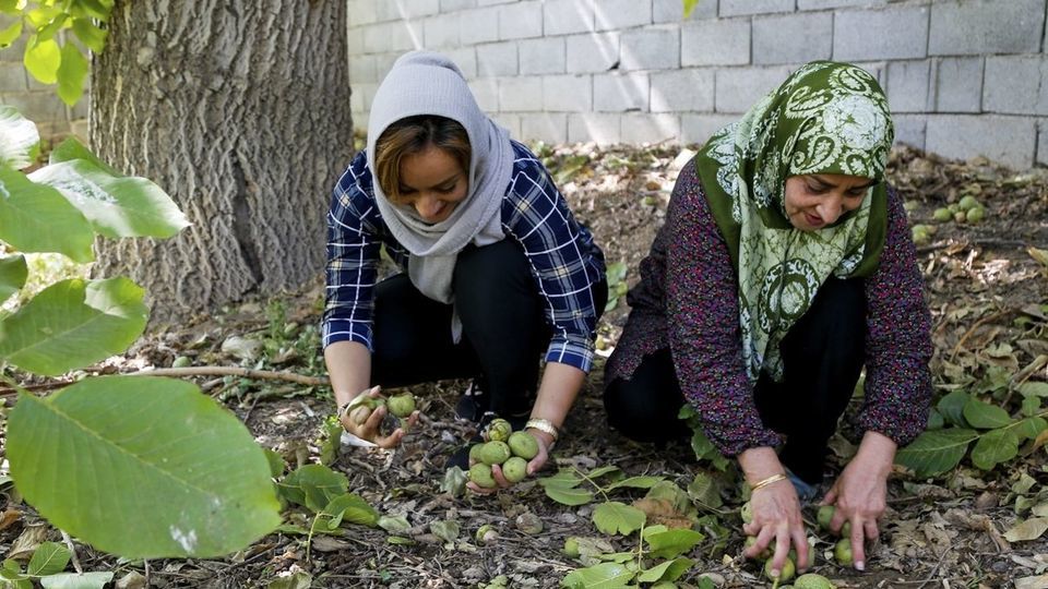 آغاز برداشت گردو از باغات دهاقان