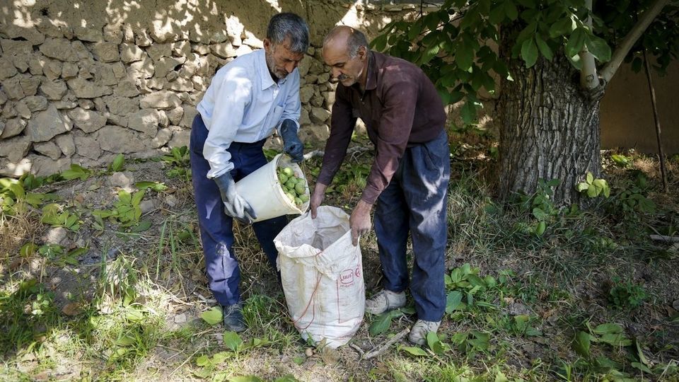 آغاز برداشت گردو از باغات دهاقان