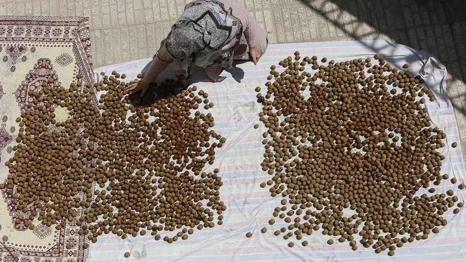 آغاز برداشت گردو از باغات دهاقان