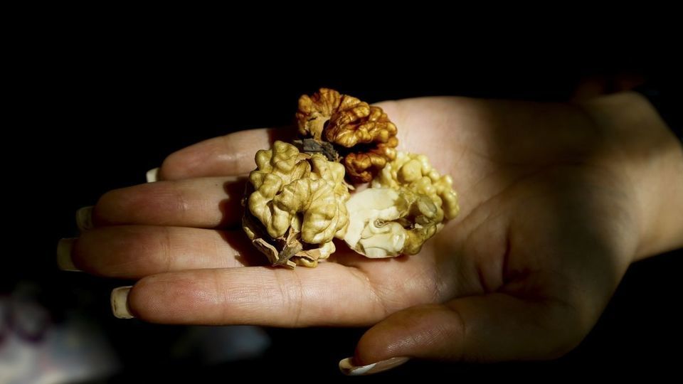 آغاز برداشت گردو از باغات دهاقان