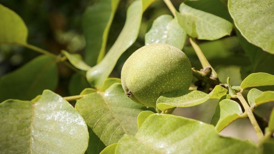 آغاز برداشت گردو از باغات دهاقان