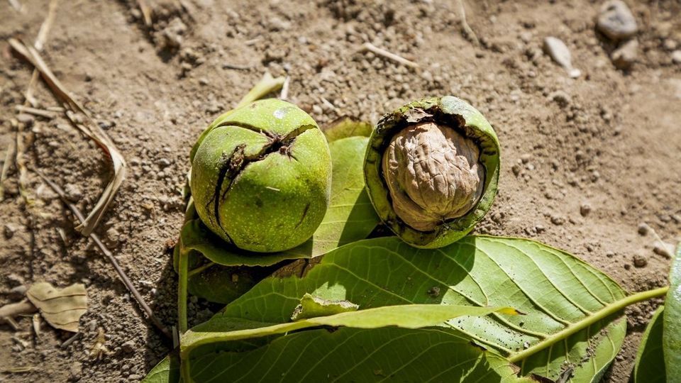 آغاز برداشت گردو از باغات دهاقان