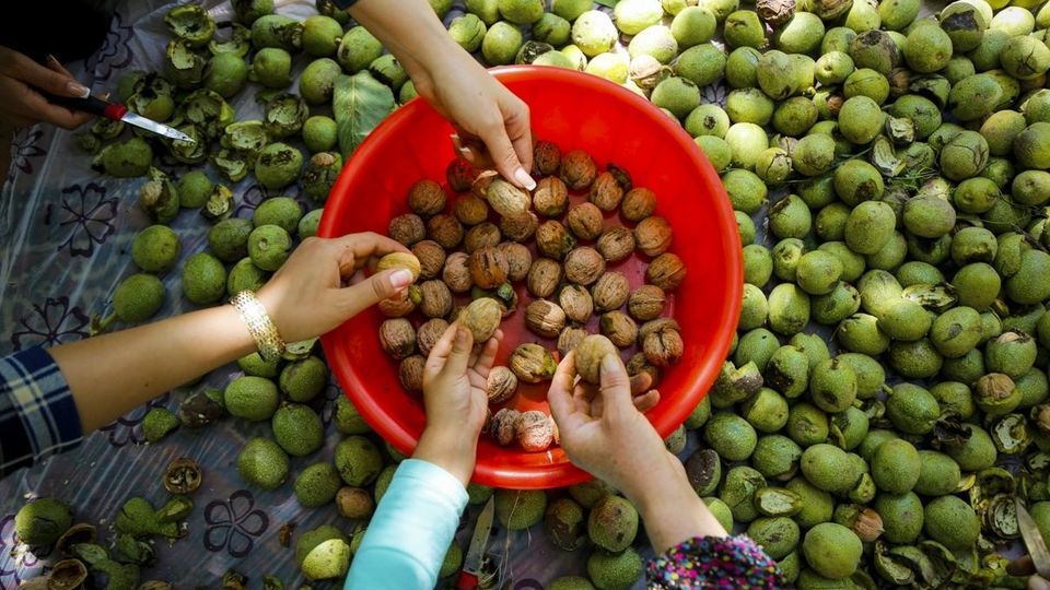آغاز برداشت گردو از باغات دهاقان