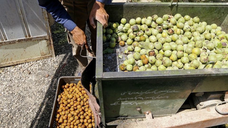 آغاز برداشت گردو از باغات دهاقان